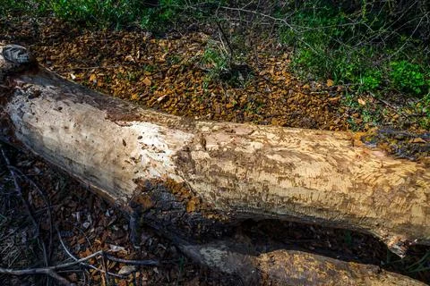 Felled tree with bark gnawed by beavers Stock Photos