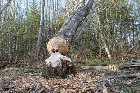 Felled tree by beaver. Stock Photos