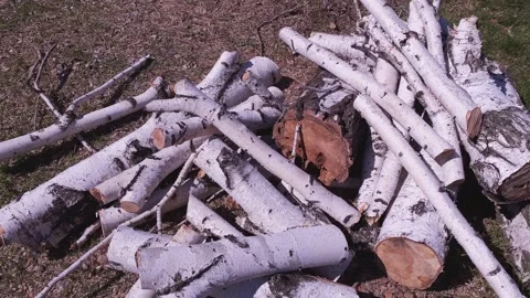 Felled tree birch Stock Footage 237854324