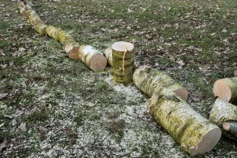 Felled tree cut in pieces Stock Photos