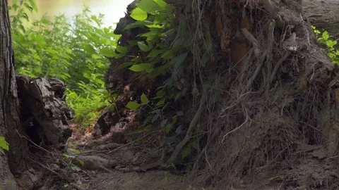Felled Tree with Exposed Roots Video stock 84146884