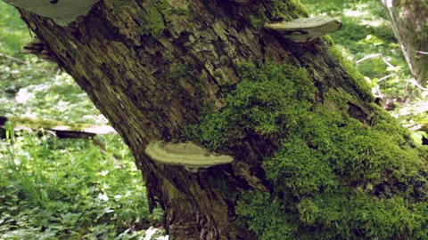 Felled tree in the forest Video stock 131401915