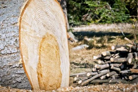 Felled tree in the forest Stock Photos