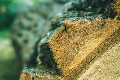 Felled tree in forest. Foto stock