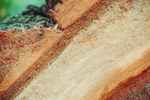 Felled tree in forest. Stock Photos