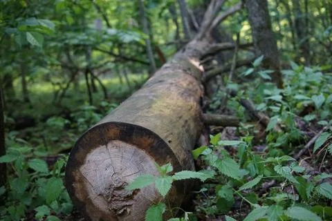 Felled tree in the forest Stock Photos