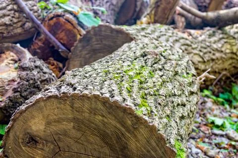 Felled tree in the forest Stock Photos