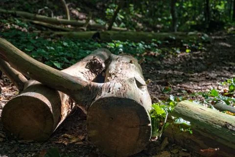 Felled tree in the forest Stock Photos