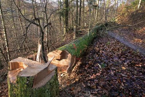 Felled tree in the forest Stock Photos