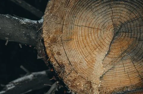 A felled tree in the forest. The texture of the tree on the cut of the log with Stock Photos