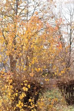 Felled tree grows again, autumn photo Stock Photos