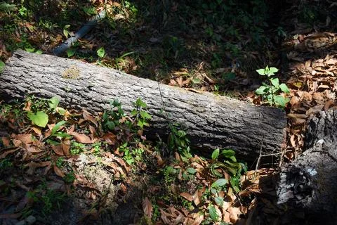 Felled tree logs in himalayan forest. Stock Photos