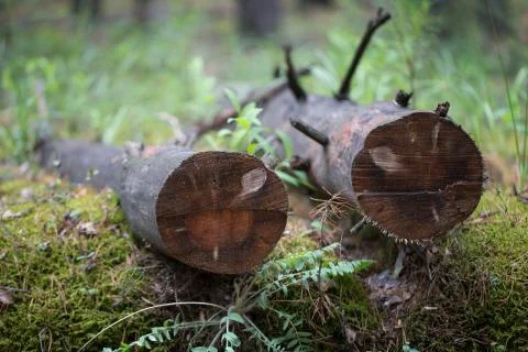 Felled tree lying in the grass Stock Photos