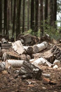 Felled tree lying in the grass Stock Photos