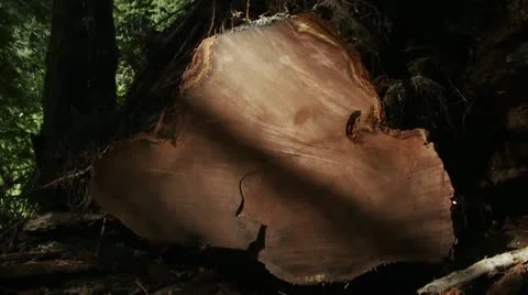 A felled tree with many tree rings in the forest. Stock Footage 22251103