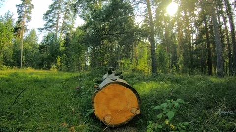 A felled tree in the middle of the forest. A tree trunk in the forest. Stock Footage 93910023
