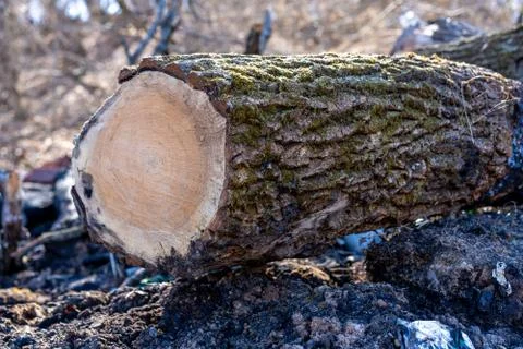 Felled tree on nature background Stock Photos
