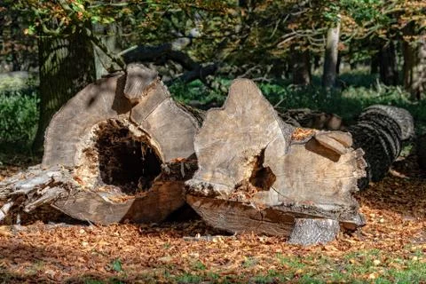 Felled tree in a park Stock Photos
