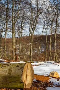 Felled tree Stock Photos