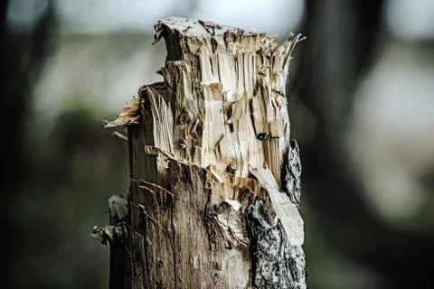 Felled tree Stock Photos