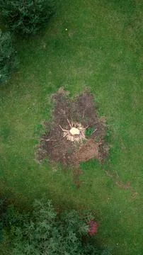 Felled tree Stock Photos