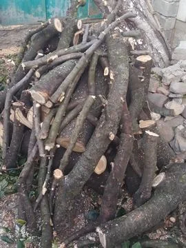 Felled tree Stock Photos