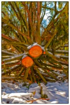 Felled tree - postcard effect 库存照片