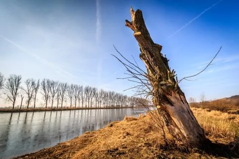 Felled tree by the river Stock Photos