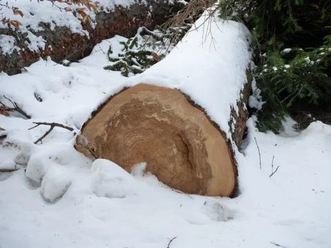 Felled tree with snow in forest Stock Photos