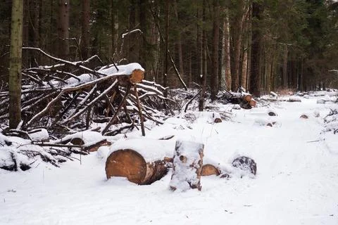 Felled tree in the snow in the winter forest. Deforestation in the winter. Stock-Fotos