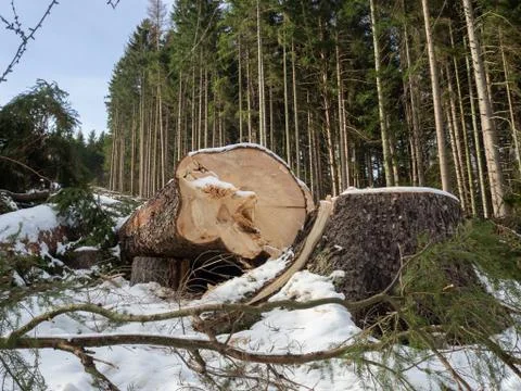 Felled tree with snow in winter Stock Photos