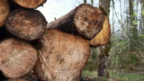 A felled tree stack in the forest 4k 25fps video Stock Footage 272677932