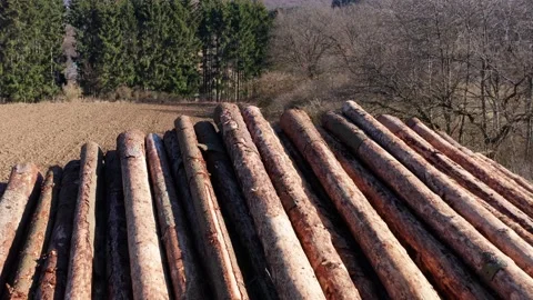 A felled tree stack in the sun from above Stock Footage 150443976