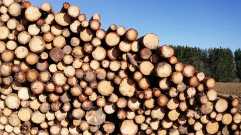 A felled tree stack in the sun filmed with sidewards movement Stock Footage 150443601