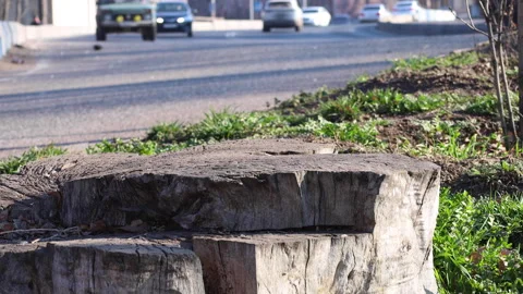 Felled tree stump and vehicles traffic, urban scene Stock Footage 270378732