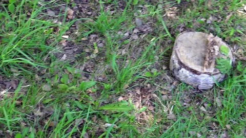 A felled tree stump in the forest Stock Footage 75446881