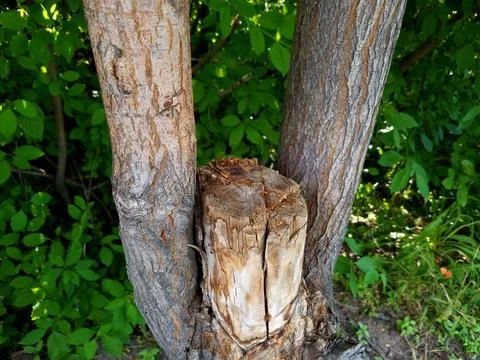 A felled tree stump Stock Photos