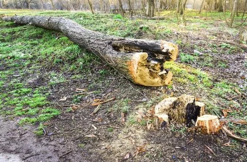 The felled tree. Tree log on the ground. Sawn wood Stock Photos