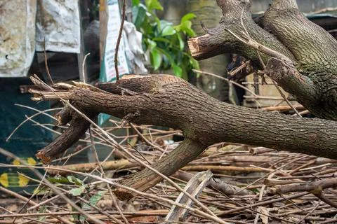 Felled tree trunk and broken branches resting on a pile of twigs Stock Photos