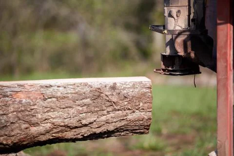 Felled tree trunk being cut for lumber Foto stock