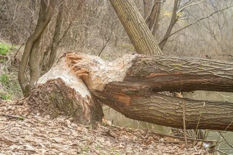 Felled tree trunk bitten by beavers, close up. Beaver teeth marks on trees. Foto stock