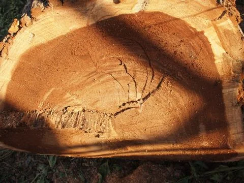 Felled tree trunk close-up Stock Photos