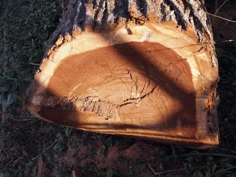 Felled tree trunk closeup, Stock Photos
