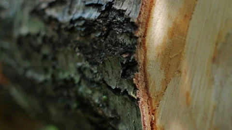 Felled tree trunk in forest Stock Footage 59565424