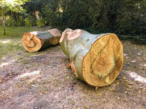 Felled tree trunk in a park Stock Photos