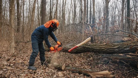 A felled tree trunk is sawn by a lumberjack Stock Footage 129318599