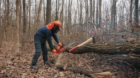 A felled tree trunk is sawn by a lumberjack Stock Photos