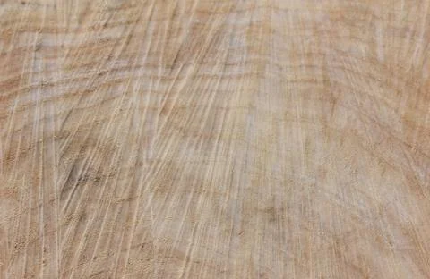 Felled tree trunk. willow, close up. Wood background wood rough structure, th Stock Photos