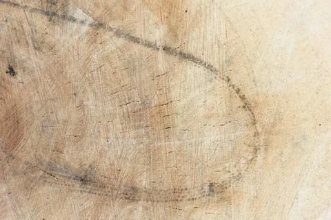 Felled tree trunk. willow, close up. Wood background wood rough structure, th Stock Photos