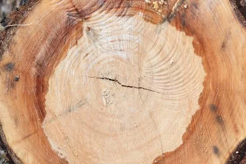 Felled tree trunk. willow, close up. Wood background wood rough structure, th Stock Photos